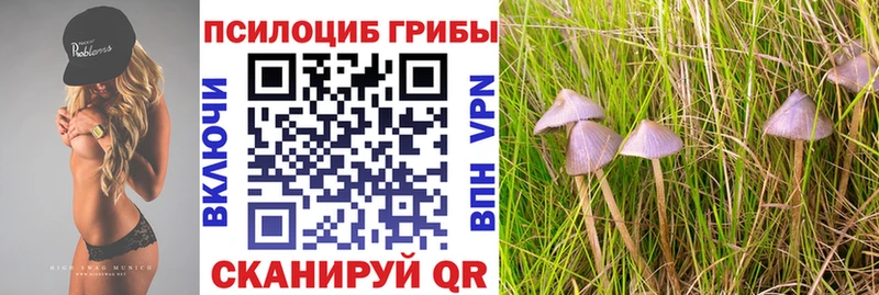 Галлюциногенные грибы Psilocybine cubensis  Ивантеевка 